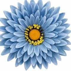 Umelá gerbera modrá 15 cm