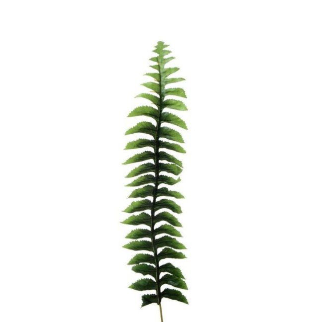 Papraď list - dl. 38 cm Papraď list - dl. 38 cm