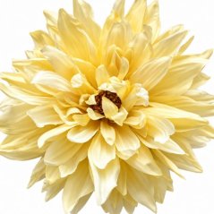 umelá dália marhuľová 14 cm