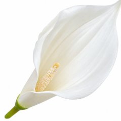 Umelá kala biela 16 cm