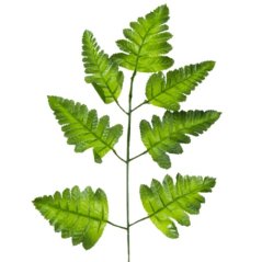 Papraď 7 listová dl. 45CM