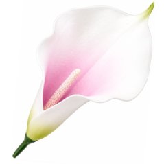 Umelá kala bielofialová 20 cm