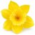 Umelý narcis žltý 12 cm