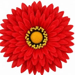 Umelá gerbera červená 15 cm