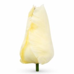 Umelý tulipán saténový krémový 9 cm