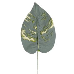 Hosta list 42 cm