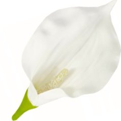 Umelá kala maslová 16 cm