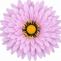 Umelá gerbera ružová 15 cm