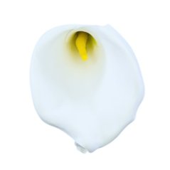 Umelá kala biela penová 24 cm