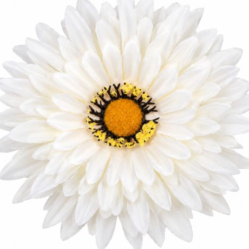 Umelá gerbera krémová 15 cm Umelá gerbera krémová 15 cm