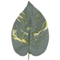 Hosta list 42 cm