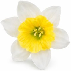 Umelý narcis bledožltý 12 cm