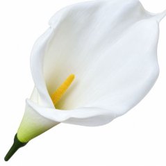 Umelá kala biela penová 24 cm